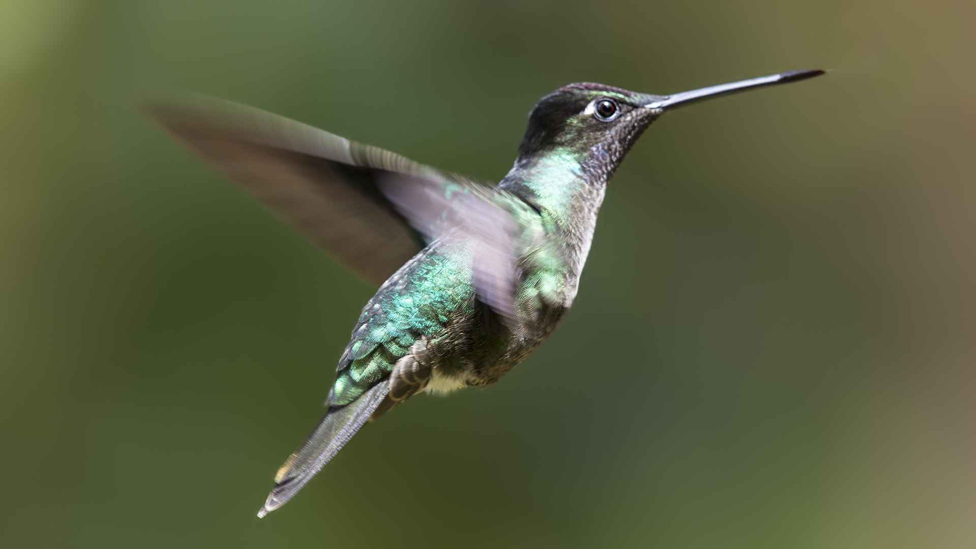 Fiery-throated Hummingbird